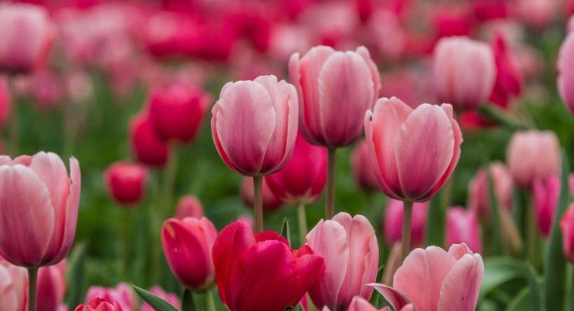 Houses Of Flowers Spinea Bagian luar foto
